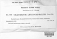 Craterium leucocephalum var. leucocephalum image